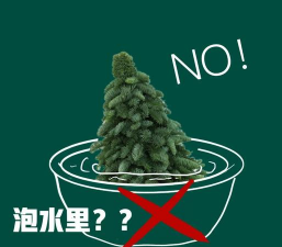 圣诞树防治,常见问题,实用方法 圣诞树防治,常见问题,实用方法