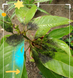 玉兰树病虫防治,常见问题解析,实用方法分享 玉兰树病虫防治,常见问题解析,实用方法分享