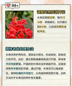 未开花的花怎么养,掌握关键技巧,轻松促进开花 未开花的花怎么养,掌握关键技巧,轻松促进开花