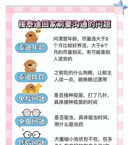 花贵泰迪怎么养,新手必看要点,轻松养好它 花贵泰迪怎么养,新手必看要点,轻松养好它