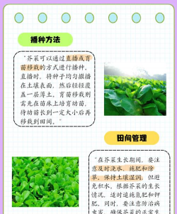 芥菜栽培,掌握关键步骤,轻松收获好菜 芥菜栽培,掌握关键步骤,轻松收获好菜