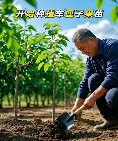 樱桃树的栽培技术,掌握关键要点,轻松收获果实 樱桃树的栽培技术,掌握关键要点,轻松收获果实