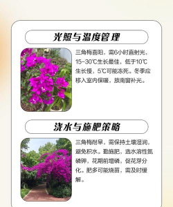 三角梅老桩栽培方法,选对时机,掌握技巧 三角梅老桩栽培方法,选对时机,掌握技巧