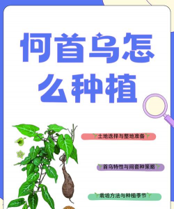 乌头栽培,掌握关键步骤,避免常见误区 乌头栽培,掌握关键步骤,避免常见误区