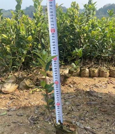 油茶的栽培,选对品种,掌握关键技巧 油茶的栽培,选对品种,掌握关键技巧