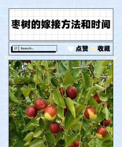 枣树的栽培技术,选对品种,掌握关键步骤 枣树的栽培技术,选对品种,掌握关键步骤