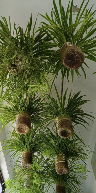 吊兰的栽培,轻松上手,美化家居环境 吊兰的栽培,轻松上手,美化家居环境