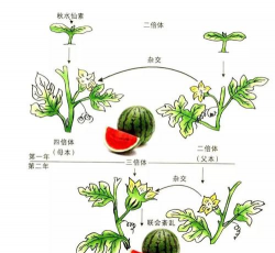 无籽西瓜栽培技术,掌握关键步骤,收获甜蜜果实 无籽西瓜栽培技术,掌握关键步骤,收获甜蜜果实