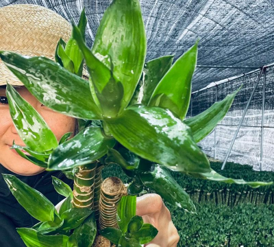 步步高花怎么养,掌握关键技巧,轻松养出好状态 步步高花怎么养,掌握关键技巧,轻松养出好状态