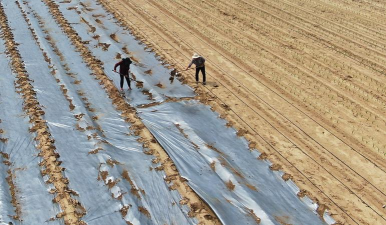 地膜栽培技术,提升作物产量,优化种植管理 地膜栽培技术,提升作物产量,优化种植管理