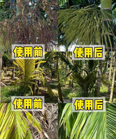 槟榔树防治蚜虫,识别虫害迹象,掌握有效方法 槟榔树防治蚜虫,识别虫害迹象,掌握有效方法
