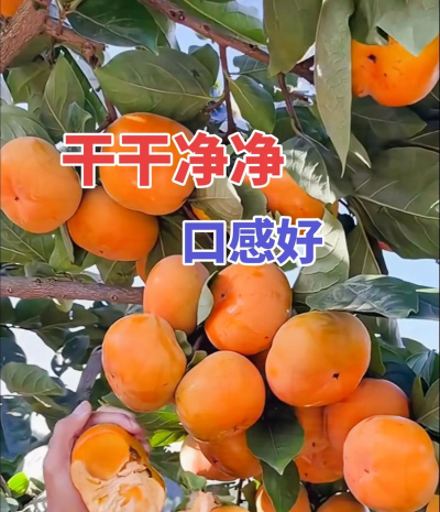 树瘤虫害防治,识别关键症状,采取有效方法 树瘤虫害防治,识别关键症状,采取有效方法