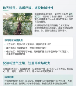 棕榈树防治,常见问题解析,实用应对方法 棕榈树防治,常见问题解析,实用应对方法