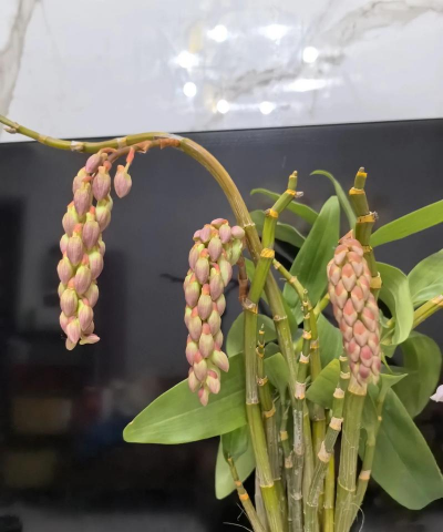 球花石斛兰怎么养,掌握关键技巧,轻松养出好状态 球花石斛兰怎么养,掌握关键技巧,轻松养出好状态