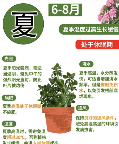 长寿花秋容怎么养,掌握关键技巧,轻松爆盆开花 长寿花秋容怎么养,掌握关键技巧,轻松爆盆开花