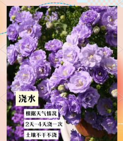 丹麦风铃花怎么养,新手入门指南,轻松上手不踩坑 丹麦风铃花怎么养,新手入门指南,轻松上手不踩坑
