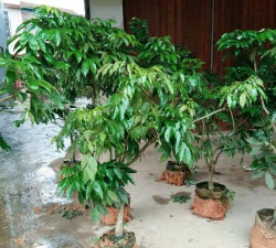 荔枝栽培管理技术,掌握关键要点,提升果实品质 荔枝栽培管理技术,掌握关键要点,提升果实品质