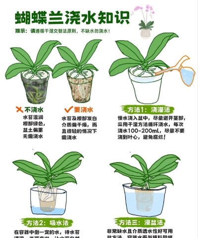 蝴蝶兰栽培基质,选择关键,养护要点 蝴蝶兰栽培基质,选择关键,养护要点