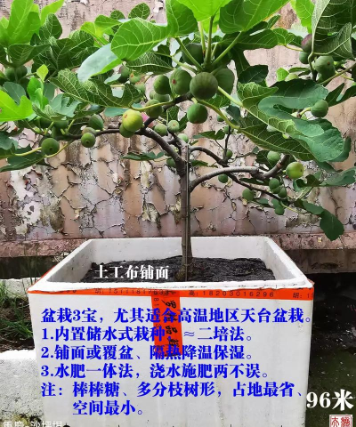 无花果栽培技术视频,新手入门指南,轻松上手种植 无花果栽培技术视频,新手入门指南,轻松上手种植
