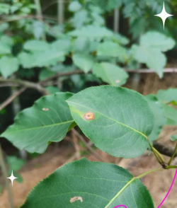 树锈病如何防治,识别早期症状,采取有效方法 树锈病如何防治,识别早期症状,采取有效方法