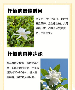 栀子花杆怎么养,选对方法,轻松生根 栀子花杆怎么养,选对方法,轻松生根