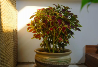 彩叶草花怎么养,掌握关键技巧,轻松养出好状态 彩叶草花怎么养,掌握关键技巧,轻松养出好状态