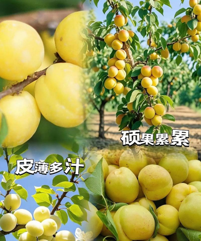 杏栽培技术,掌握关键要点,实现高产优质 杏栽培技术,掌握关键要点,实现高产优质