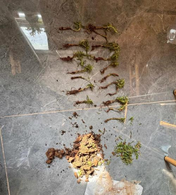 太阳花冬天怎么养开花,掌握关键技巧,轻松应对低温 太阳花冬天怎么养开花,掌握关键技巧,轻松应对低温