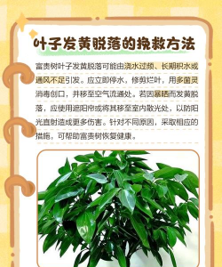 富贵树病虫防治,常见问题解析,实用应对方法 富贵树病虫防治,常见问题解析,实用应对方法