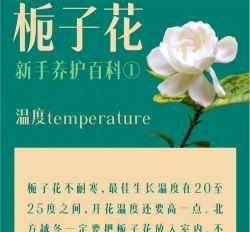 冬天买栀子花怎么养,新手易犯错误,实用养护技巧 冬天买栀子花怎么养,新手易犯错误,实用养护技巧