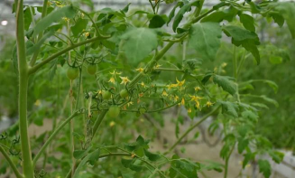 蔬菜无土栽培加盟,了解核心优势,掌握选择要点 蔬菜无土栽培加盟,了解核心优势,掌握选择要点