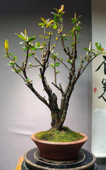 彩玉海棠花怎么养,掌握关键技巧,花开更持久 彩玉海棠花怎么养,掌握关键技巧,花开更持久