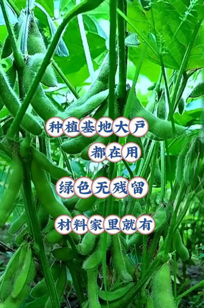 大豆栽培技术要点,选对品种,掌握关键步骤 大豆栽培技术要点,选对品种,掌握关键步骤