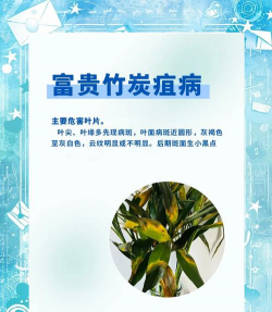 竹树病虫防治,常见问题解析,实用应对方法 竹树病虫防治,常见问题解析,实用应对方法