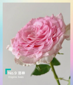 洛神玫瑰花怎么养冬天,防冻技巧,养护要点 洛神玫瑰花怎么养冬天,防冻技巧,养护要点