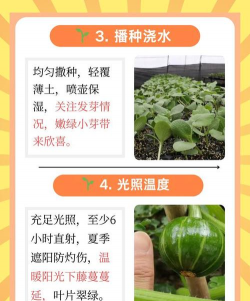 贝贝南瓜栽培技术,选对品种,掌握关键步骤 贝贝南瓜栽培技术,选对品种,掌握关键步骤