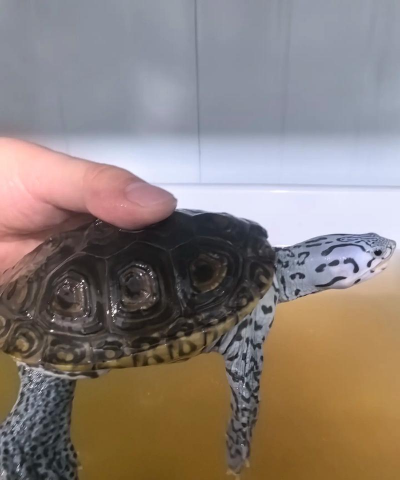 大花钻纹龟怎么养,新手入门指南,饲养要点解析 大花钻纹龟怎么养,新手入门指南,饲养要点解析