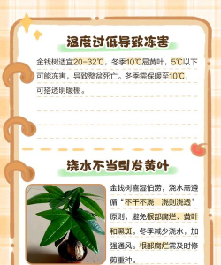 金钱树冻害防治,常见问题解析,实用应对方法 金钱树冻害防治,常见问题解析,实用应对方法