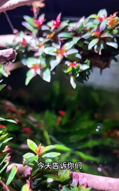 杨梅的栽培技术,选对品种,掌握关键步骤 杨梅的栽培技术,选对品种,掌握关键步骤