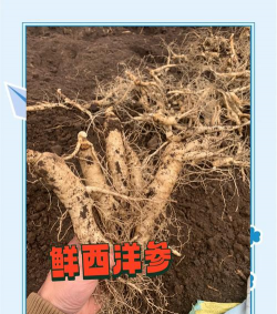 西洋参栽培技术,掌握关键要点,实现高效种植 西洋参栽培技术,掌握关键要点,实现高效种植