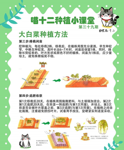 蔬菜无土栽培新技术,掌握核心方法,轻松实现高产 蔬菜无土栽培新技术,掌握核心方法,轻松实现高产