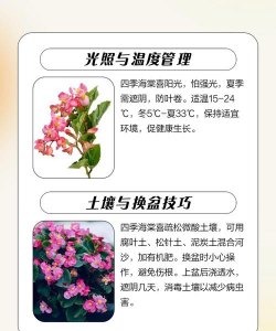 海棠花怎么养不烂,掌握关键技巧,轻松养护不烂根 海棠花怎么养不烂,掌握关键技巧,轻松养护不烂根