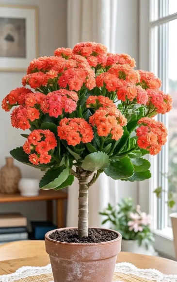 长寿花怎么养棒棒糖,造型技巧分享,新手也能学会 长寿花怎么养棒棒糖,造型技巧分享,新手也能学会