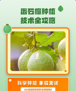 石榴栽培技术要点,掌握关键步骤,轻松收获果实 石榴栽培技术要点,掌握关键步骤,轻松收获果实