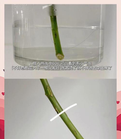 玫瑰花焉了怎么养,快速恢复生机,掌握关键技巧 玫瑰花焉了怎么养,快速恢复生机,掌握关键技巧