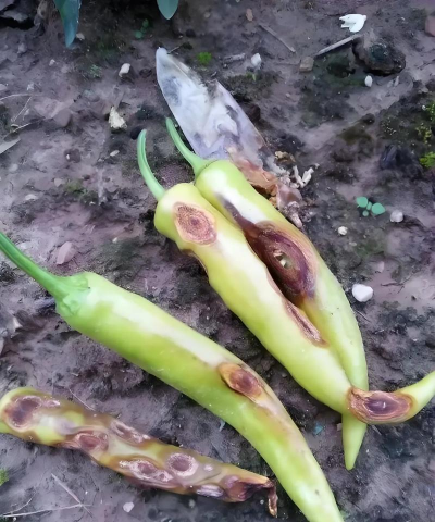 树辣子的防治,识别常见虫害,掌握有效方法 树辣子的防治,识别常见虫害,掌握有效方法