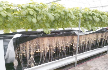 无土栽培网,种植新选择,技术全解析 无土栽培网,种植新选择,技术全解析