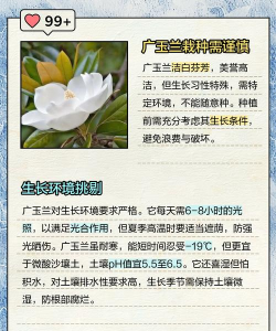 玉兰树怎样防治,常见问题解析,实用方法分享 玉兰树怎样防治,常见问题解析,实用方法分享
