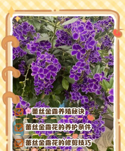 蕾丝金露花冬天怎么养,防寒保暖技巧,安全过冬方法 蕾丝金露花冬天怎么养,防寒保暖技巧,安全过冬方法