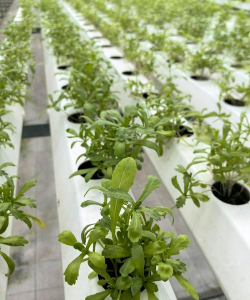 无土栽培是什么意思,常见种植方式,适合哪些植物 无土栽培是什么意思,常见种植方式,适合哪些植物